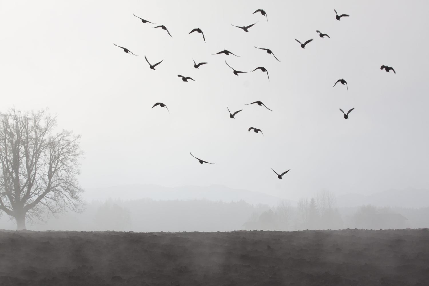 fog-66267_by_stux__pixabay_pfarrbriefservice (c) stux / Pixabay.com – Lizenz